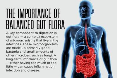 Being Healthy Starts In Your Gut Tips For Promoting Optimal Gut Health And Preventing Disease Sunrise Hospital